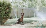 Vízpermet fújó, hűsítő párafüggöny rendszer kertbe, teraszra - 10m hosszú csővel és 11 permetező fejjel - slaghoz csatlakoztatható (BBD)